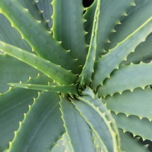 5 Aloe Vera Benefits for Digestive Health